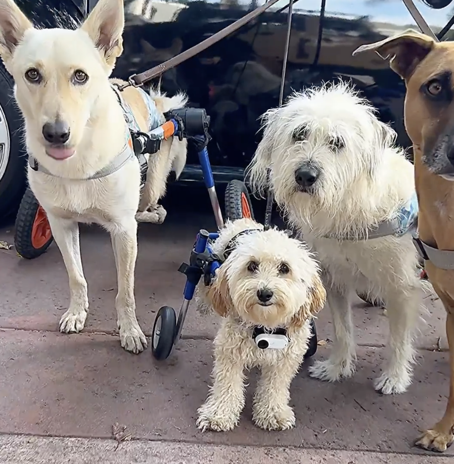 disabled therapy dog pack